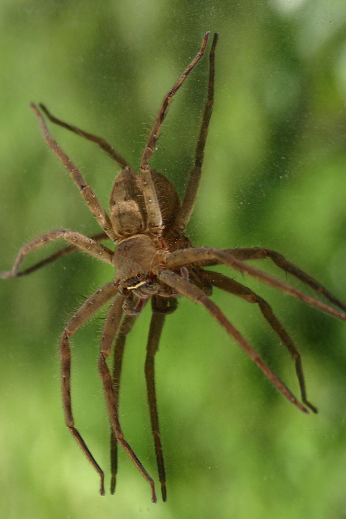 Скрипичный паук фото