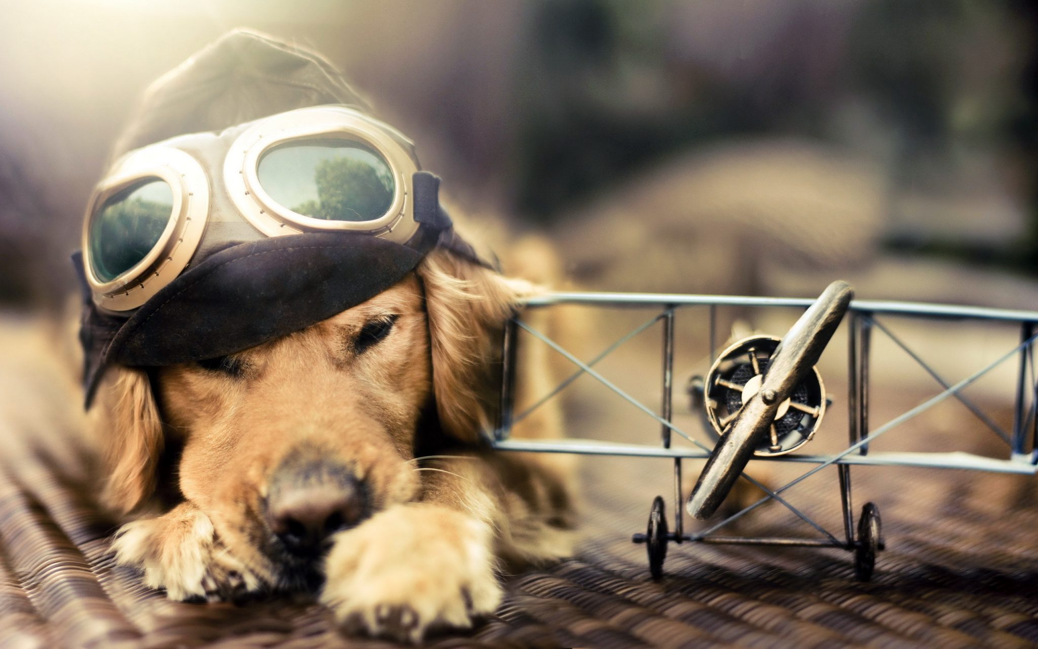 Собака пилот