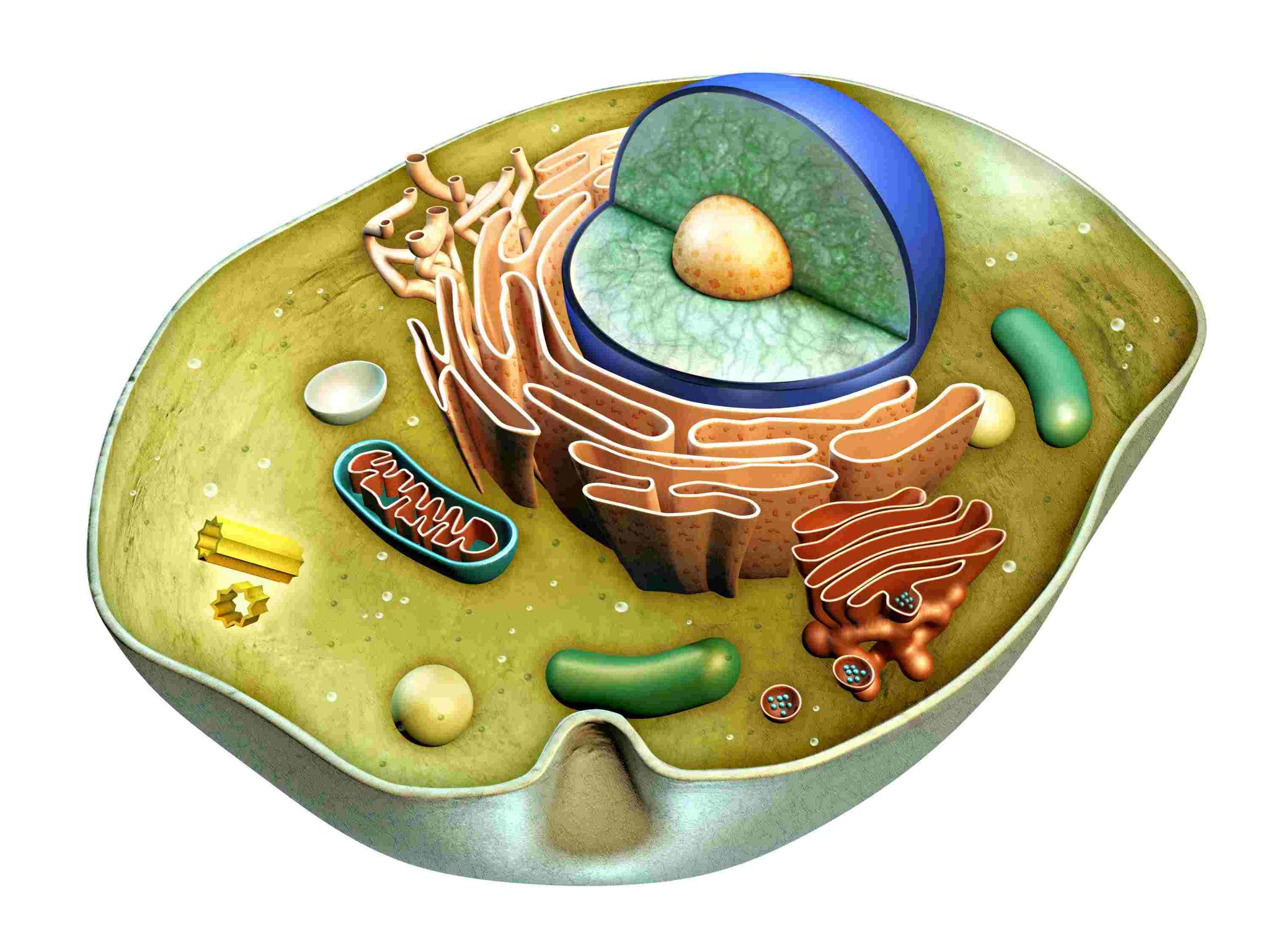 Строение живой клетки биология