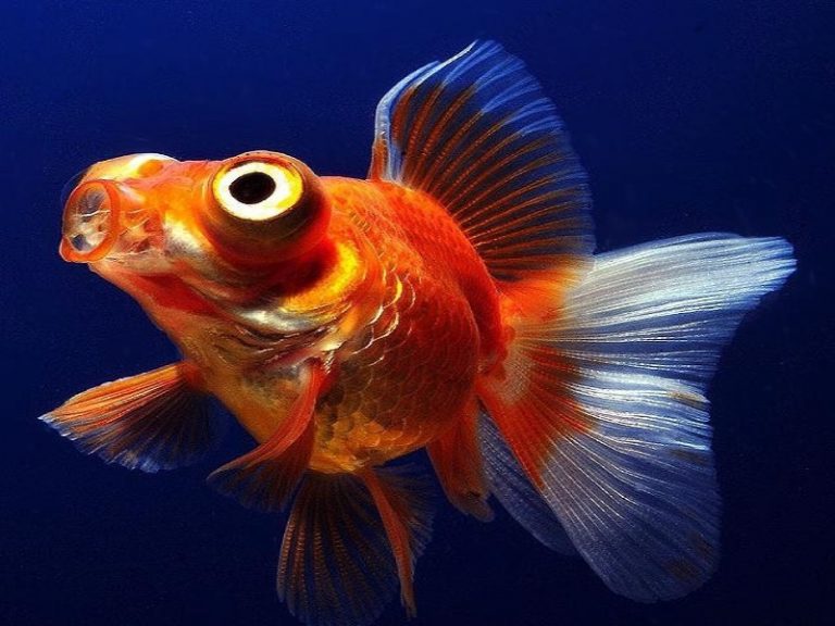 Рыба Телескоп Фото