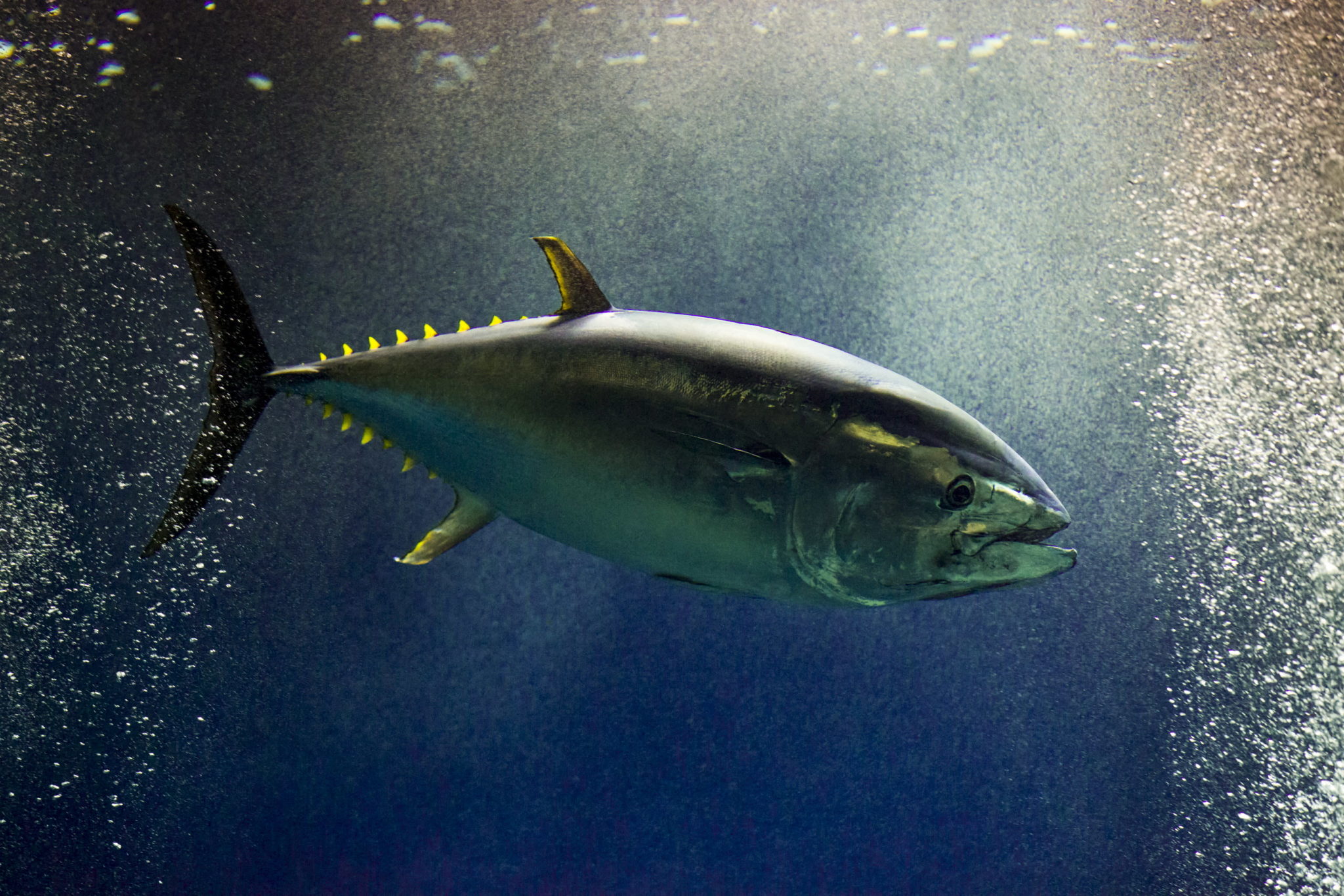 Как выглядит рыба тунец фото