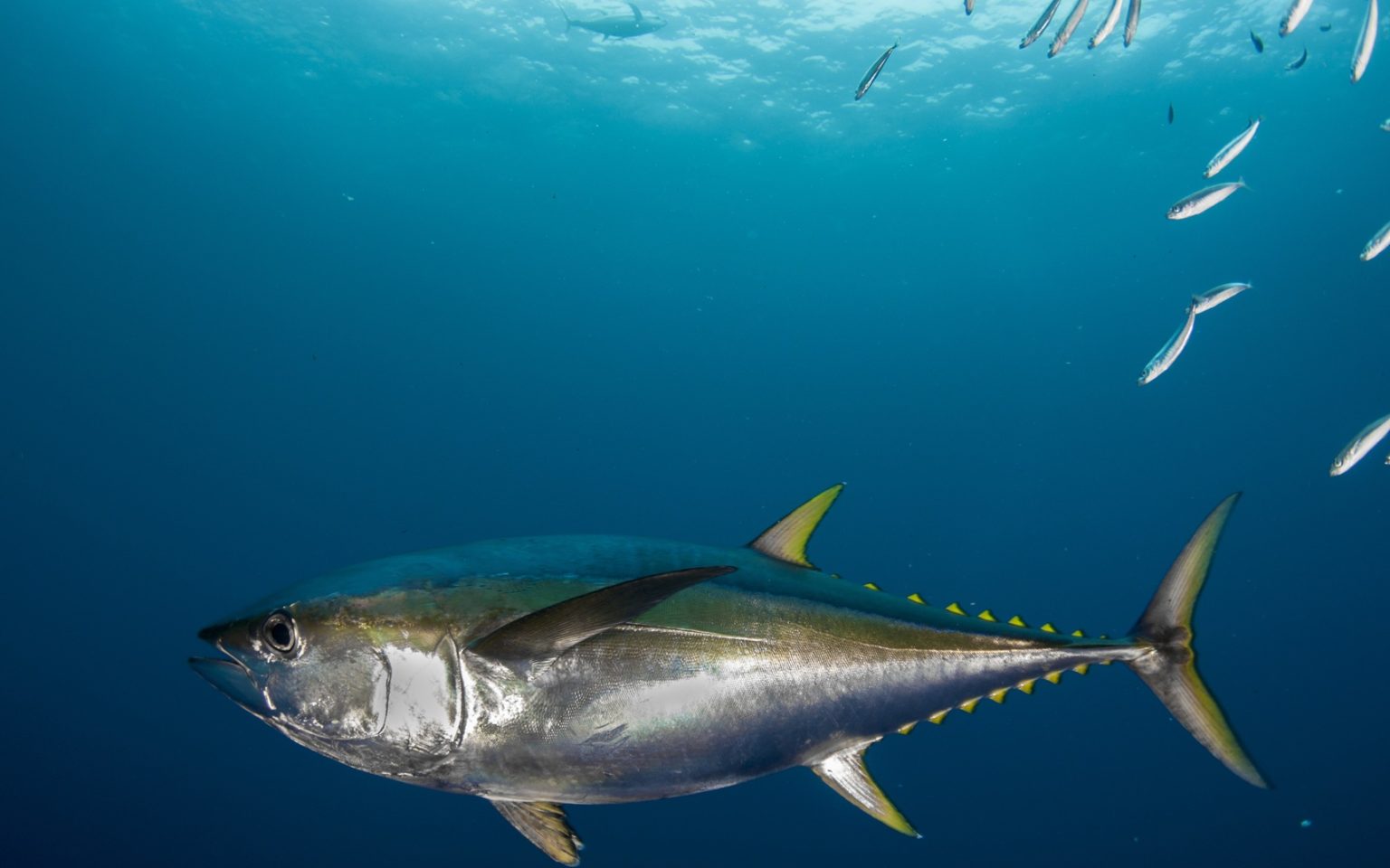 Как выглядит тунец рыба фото и описание