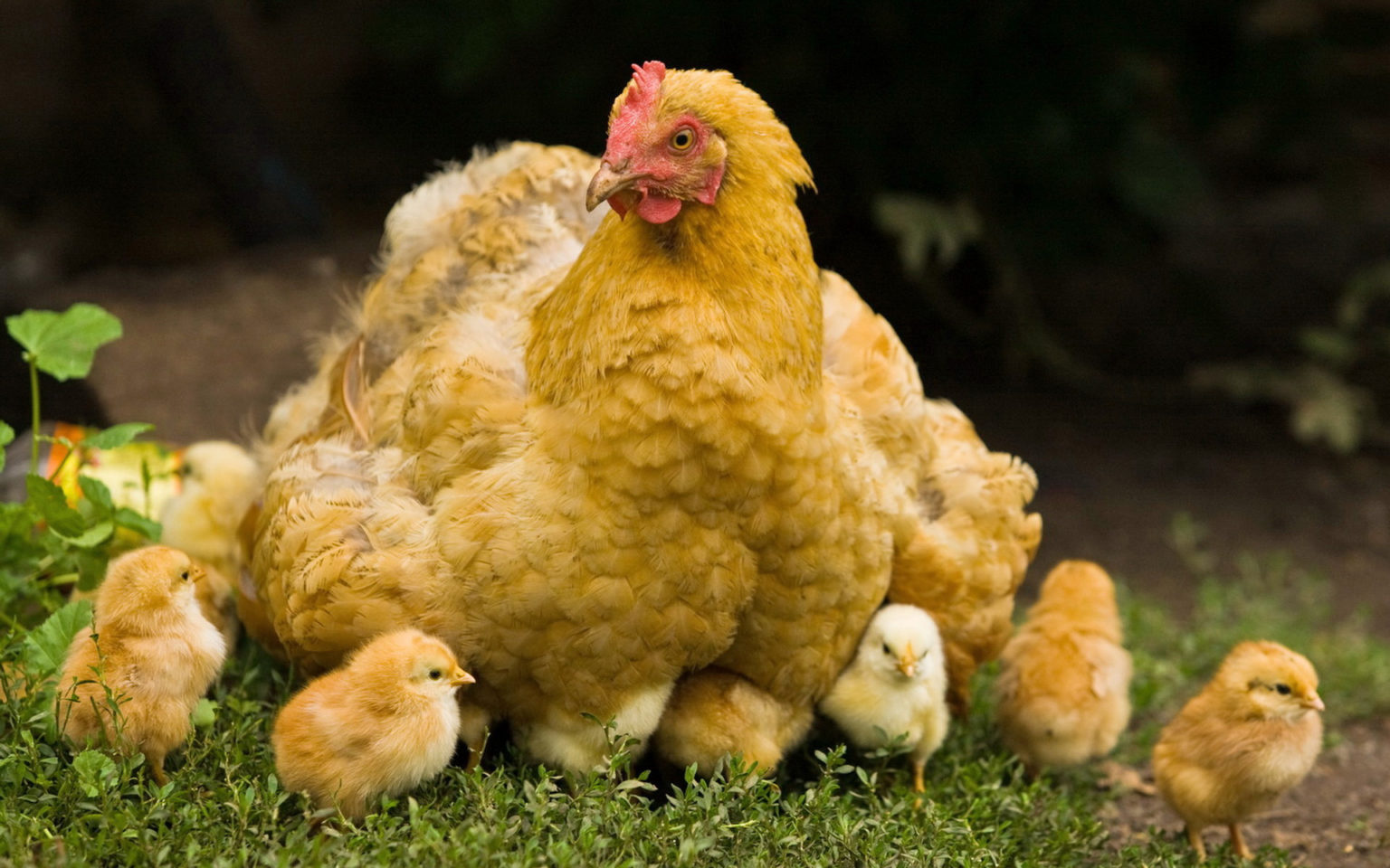 мать-курица с цыплятками 