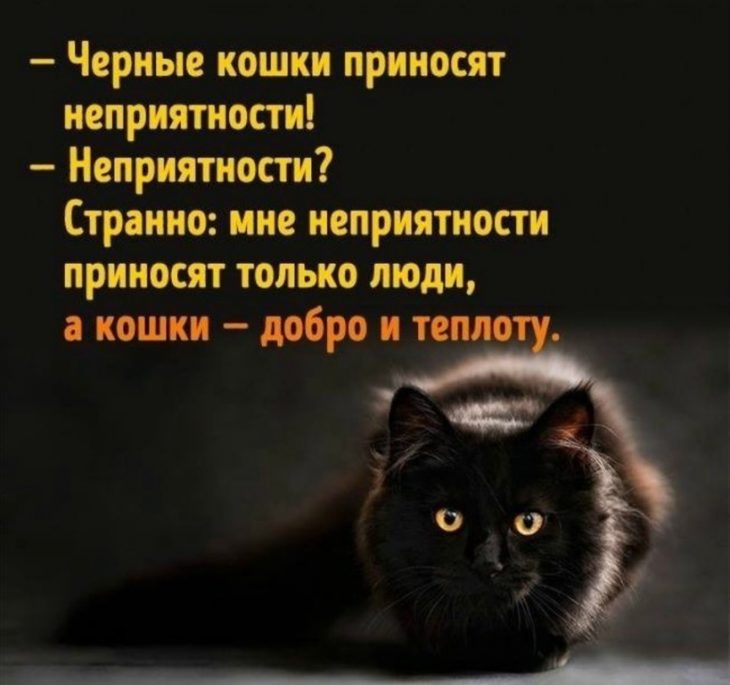 Слова про черный. Черные кошки приносят неприятности. Черный кот высказывания. Цитаты про черную кошку. Высказывания про черную кошку.