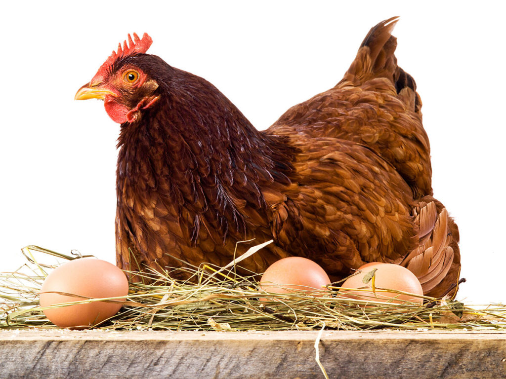 Cada cuanto ponen huevos las gallinas