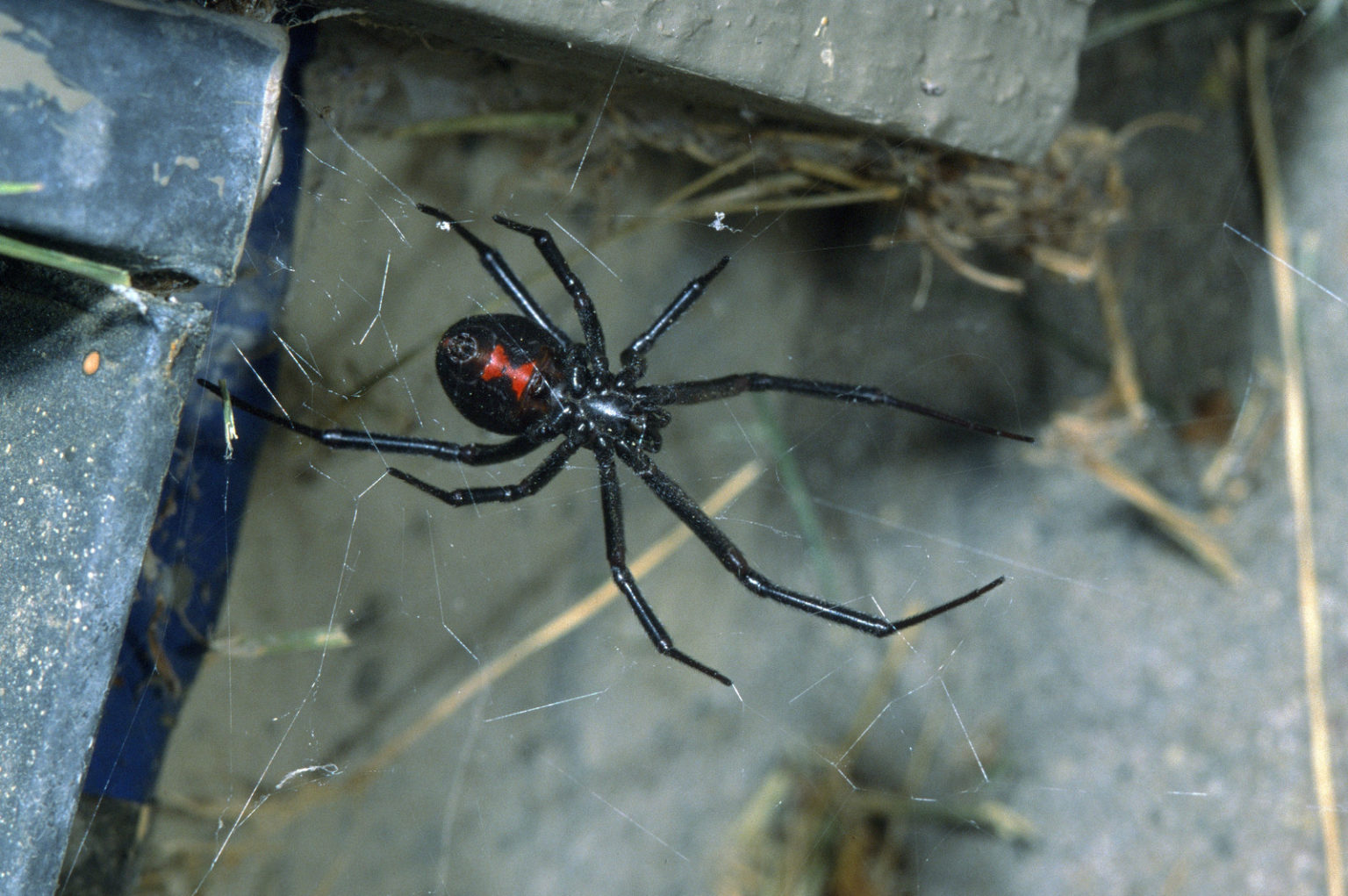 Фото паука черная вдова на руке