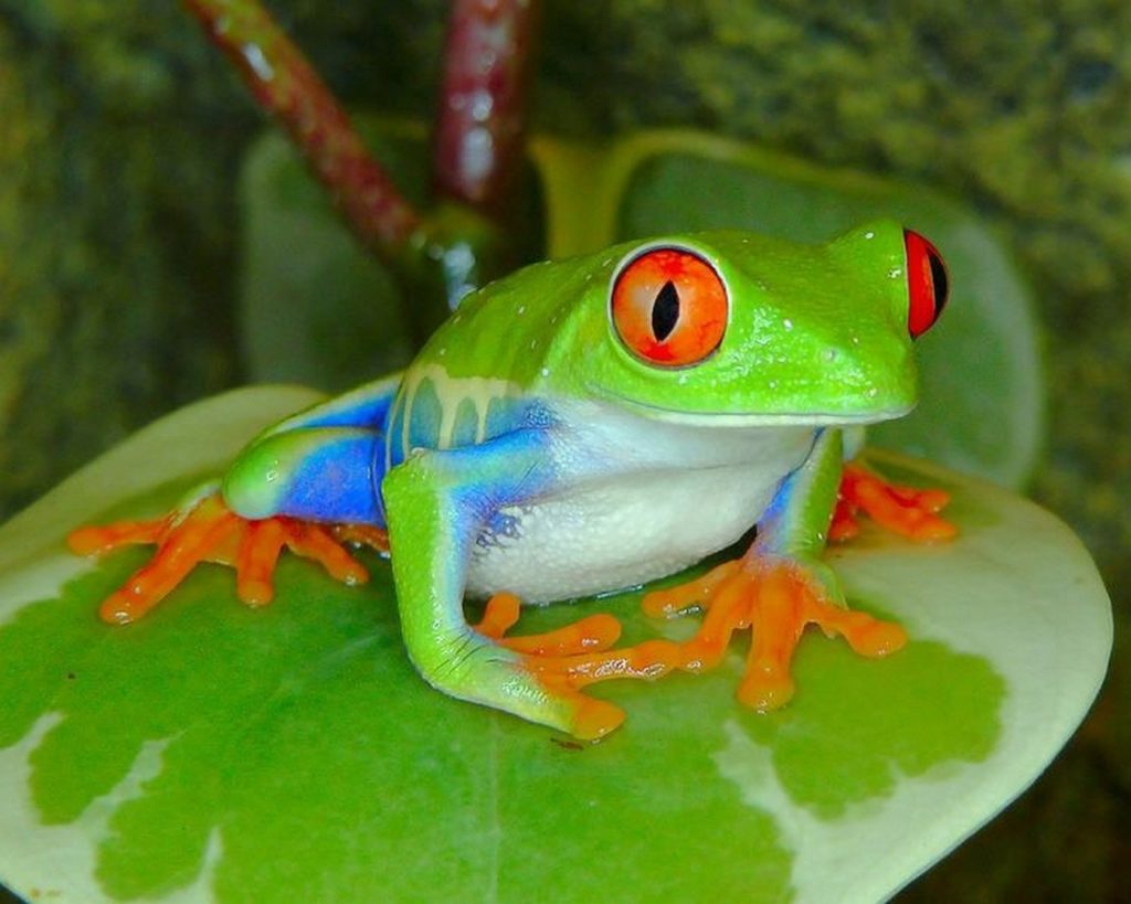 Разноцветная жаба