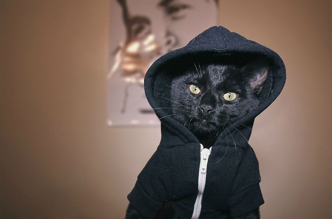 Черный кот в одежде