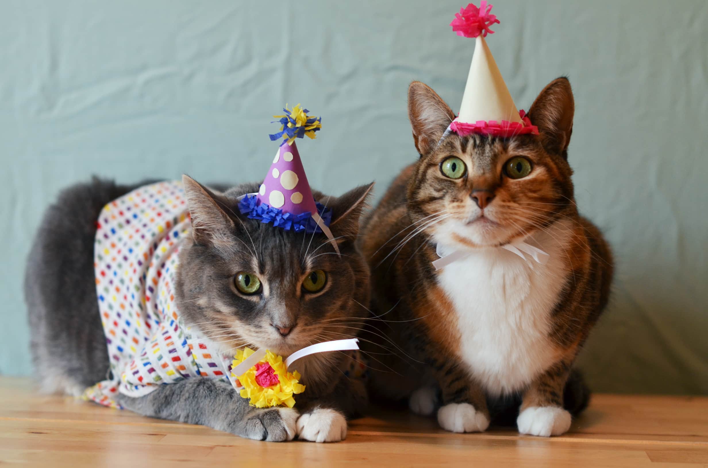 Котики на день рождения