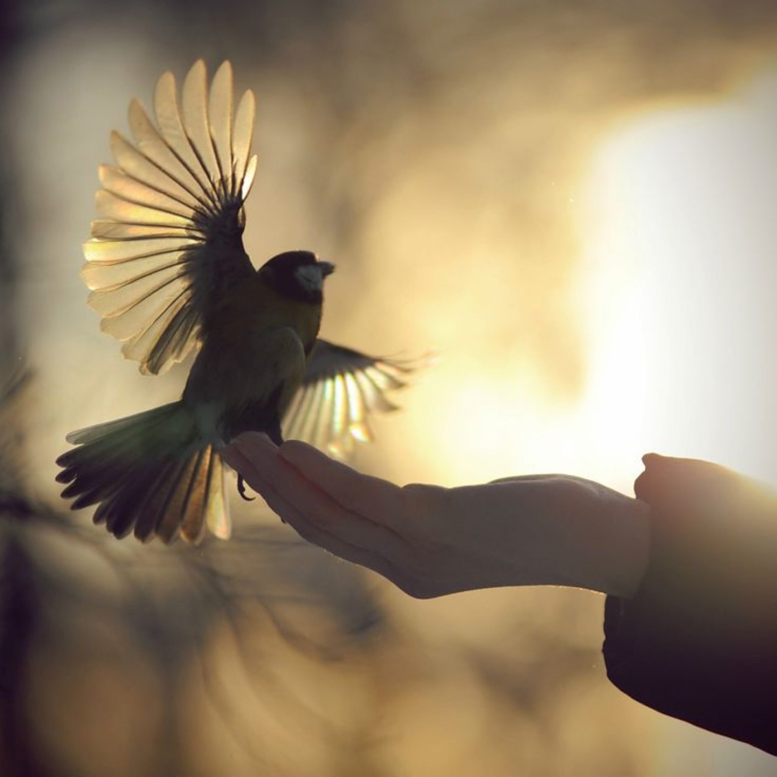 Живи чувствуй. Твори добро. Птица на руке. Творить добро. Птица свободы.
