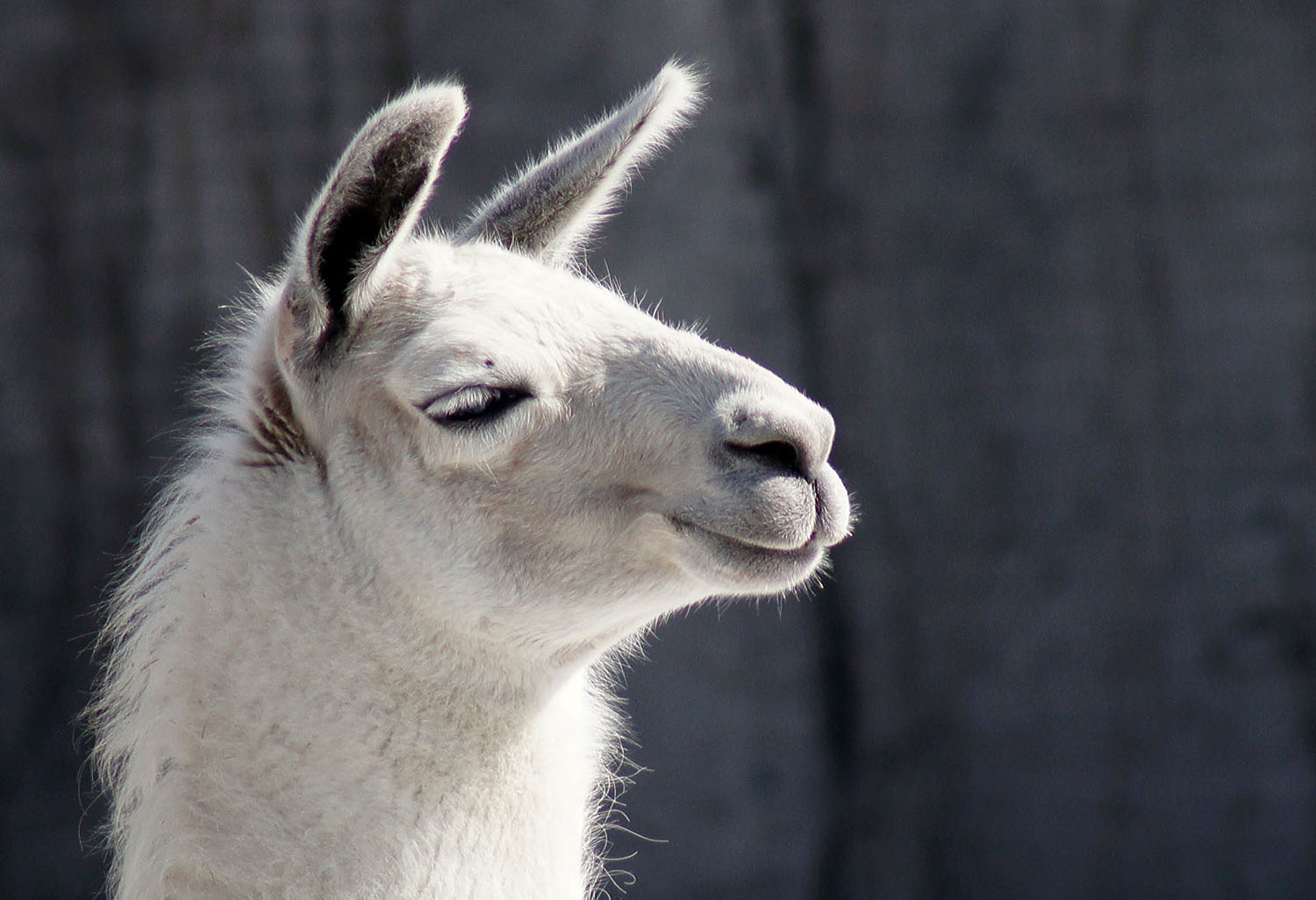 Ламо фото. Лама гуанако белый. Лама Lama Glama. Морда ламы. Лочма.