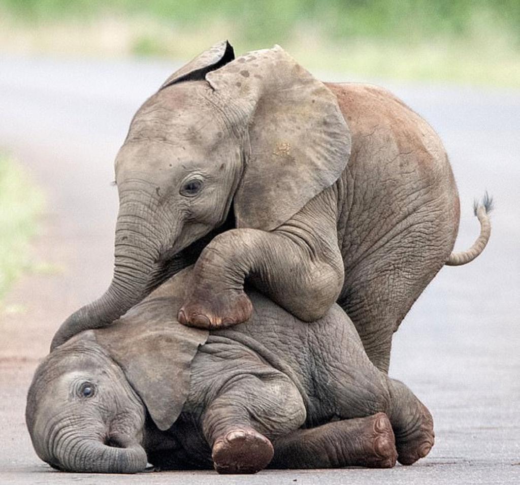 Play elephant. Слоненок. Маленький слон. Маленький Слоник. Милые слоны.