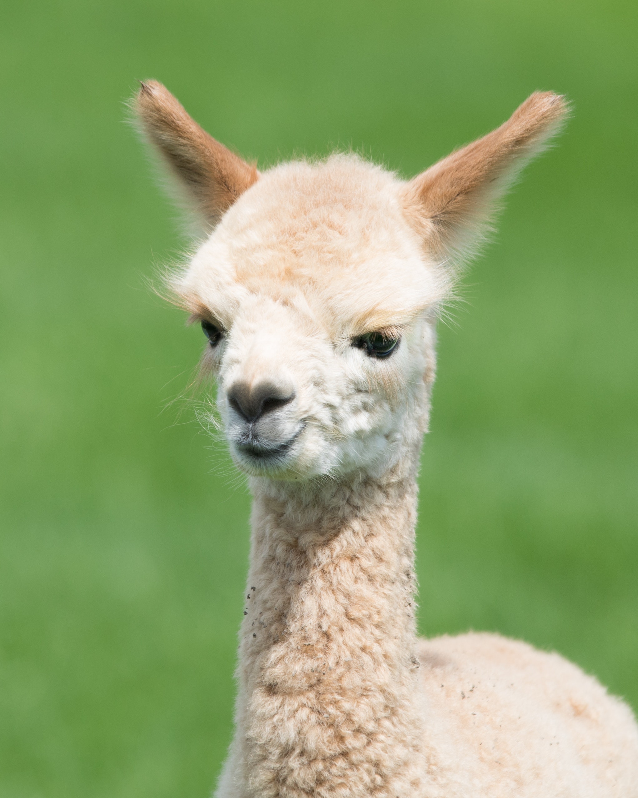 лама фото животное википедия