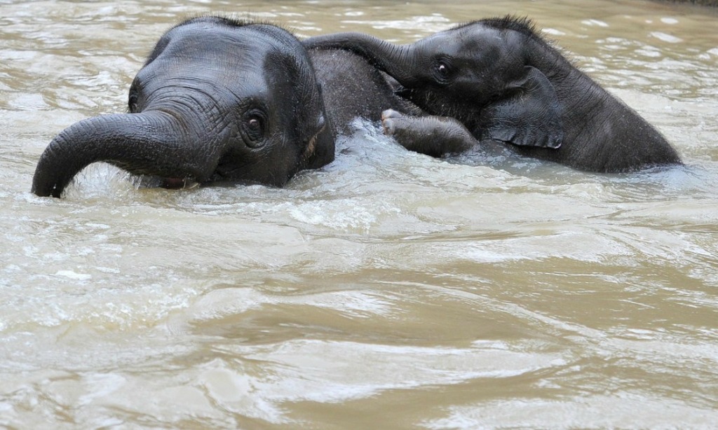 Слон купается. Слоненок купается. Маленькие Слонята купаются. Маленький Слоненок. Слоник купается.