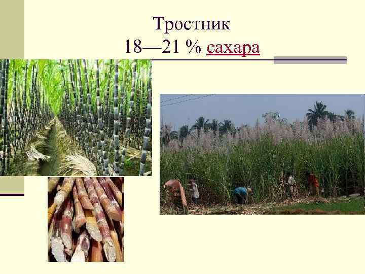 Сахарный тростник содержит 9. Сахарный тростник и сахарная свекла. Добыча сахара из тростника. Сахарный тростник производство сахара. Из чего делают сахар.