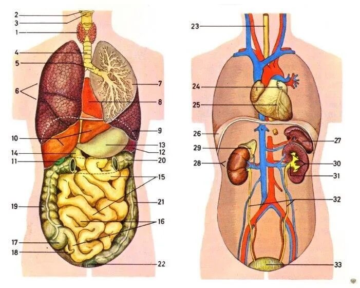 Справа под легким. Строение человека внутренние органы. Строение органов спереди. Строение туловища человека органы. Схема строения тела человека с внутренними органами.